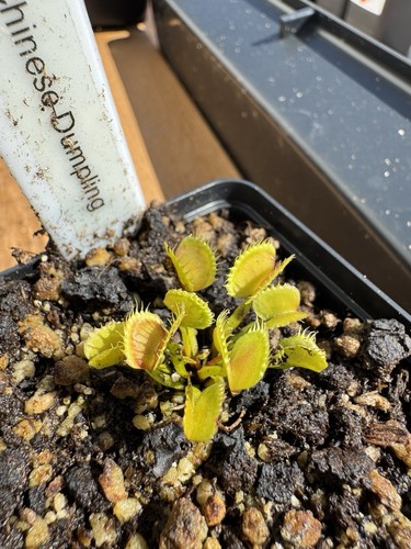 Dionaea muscipula chinese - dionaea,