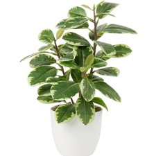 Künstliche Zimmerpflanze