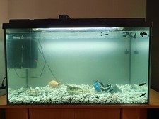  Ein aquarium mit fisch