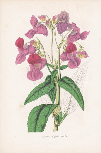 Impatiens roylei blume - impatiens,