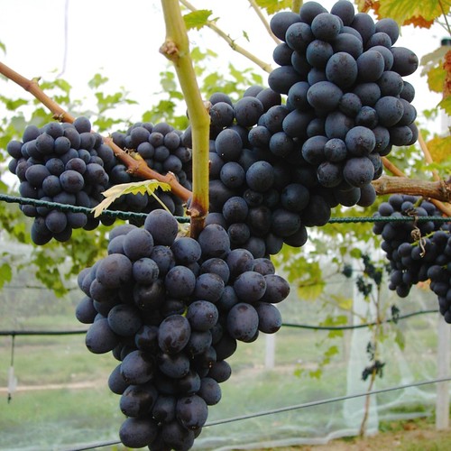 Weinrebe isabella blau - blau,