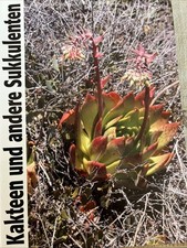 Kakteen , Neuwertig noch Verpackt, ( N8 )