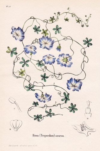 Rixea azurea chile south - rixea,