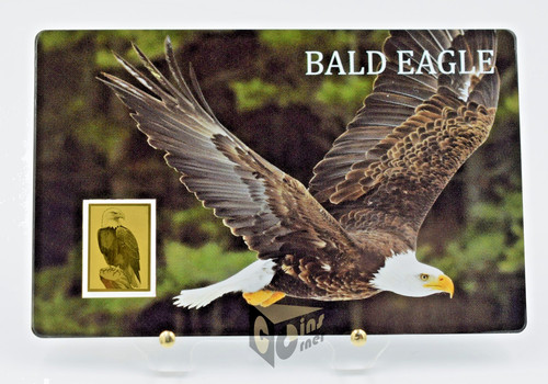 Weißkopfseeadler amerika - weißkopfseeadler,