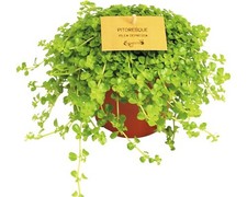 Kanonierblume FloraSelf Pilea