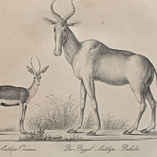 Joseph brodtmann antilope - joseph,