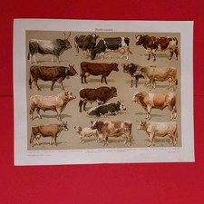 Orig.(1910) Chromolithographie  Rinderrassen 