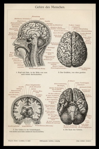 Holzschnitt von 1906 - , anatomie