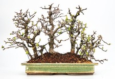 Bonsai Quitte - Pseudocydonia