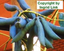 SAMEN winterhart: der tolle