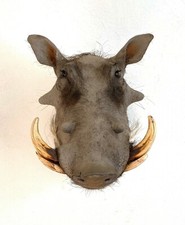 Warzenschwein Schultermontage