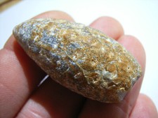 Fossiler pinienzapfen aus - fossiler,