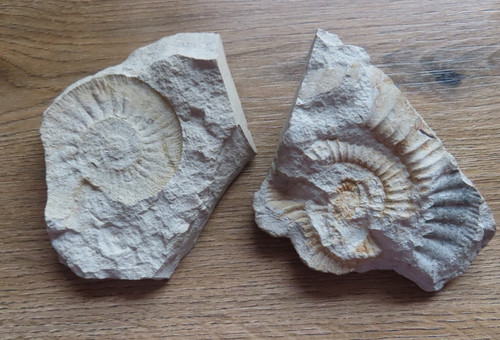 Ammoniten fossilien - ammoniten,