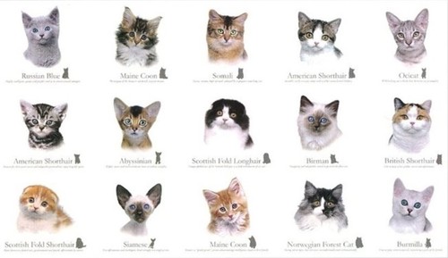 Katzenrassen katzen panel - katzen,
