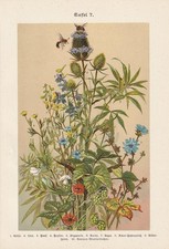 Wildblumen Wegwarte Rittersporn Hopfen Lein CHROMO-LITHOGRAPHIE von 1899 Karde