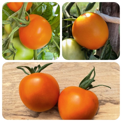 Auriga orange tomate - tomate, hohem