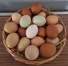 20 ausgeblasene, naturfarbene