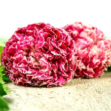 Papaver Somniferum - Antique Flemish - 1,5g+ / 6300 seeds - Echter Schlafmohn