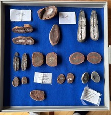 Collection mazon creek - collection,