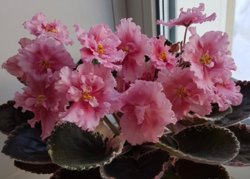 Odaliska blatt - 1,