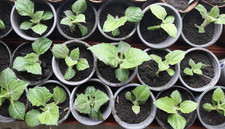 6 Yacon Jungpflanzen Jakon