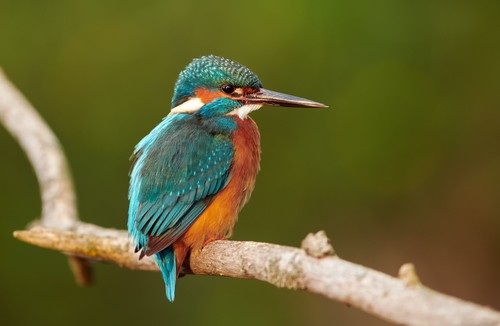 Wandbild eisvogel alcedo - wandbild:, (alcedo