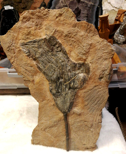 Crinoid platte groß top - crinoid,