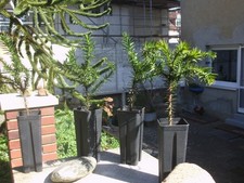 Chilenische andentanne - chilenische,