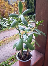 Geldbaum-Crassula Ovata-Pfennigbaum-3 Bäumchen in einem 11cm Topf-40cm hoch