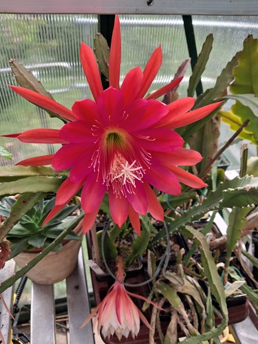 Epiphyllum desert sunrise - epiphyllum,