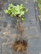 3 Stück Amerikanischer Tulpenbaum Sprosshöhe 130-150 cm