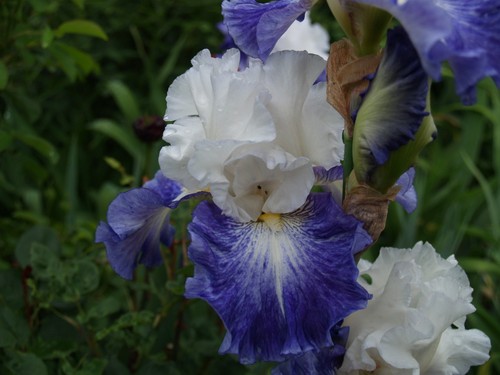 Schwertlilie iris miles - schwertlilie,