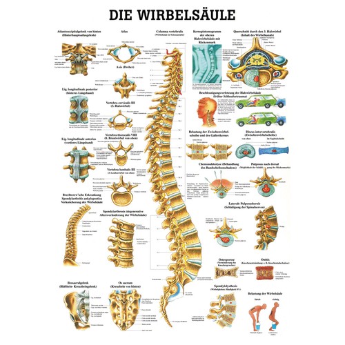 Wirbelsäule poster anatomie - wirbelsäule,