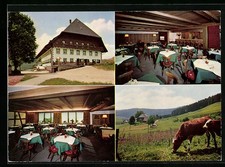 Ansichtskarte Waldau / Schwarzwald, Schwarzwald-Gasthof Traube, Kuh 