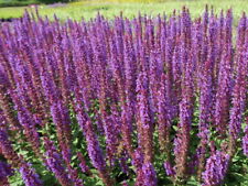 Garten Salbei salvia nemorosa Ostfriesland 