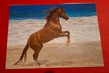 Postkarte Fankarte Pferd
