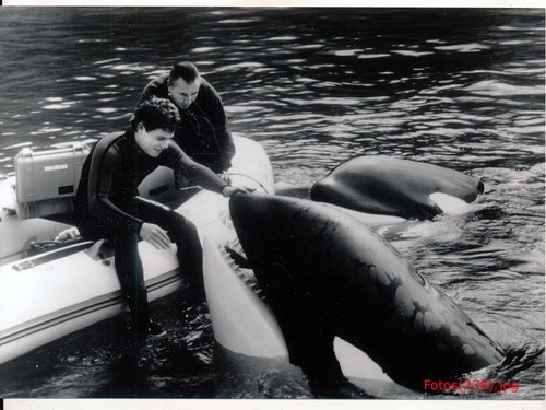 Free willy die rettung - free, 3: