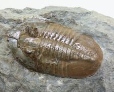 Trilobit, Ptychopyge
