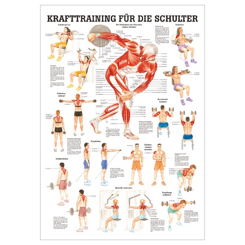 Anatomisches mini poster - anatomisches, mini-poster