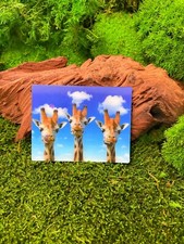 Giraffen Langhals Paarhufer