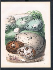 1859 - Vogeleier Eier Ei eggs