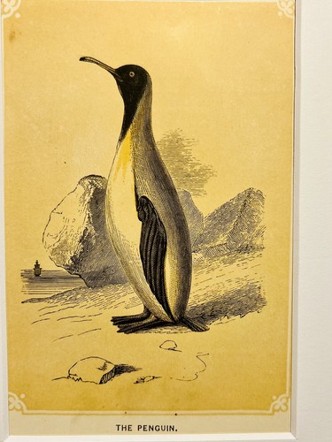 Penguin vögel ornithologie - penguin,