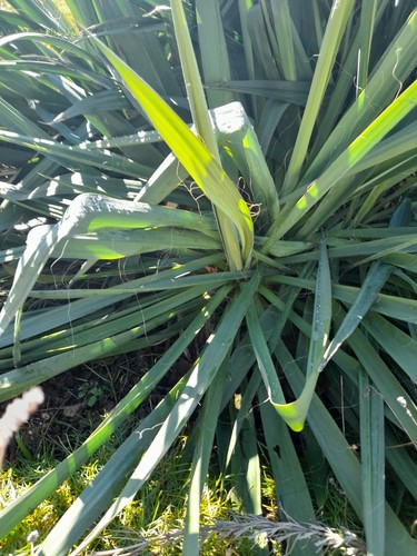 Gartenyucca winterhart yucca - winterhart,