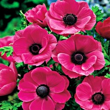 Zwiebel Blumenzwiebel Staude