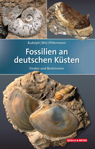 Fossilien deutschen küsten - fossilien, an