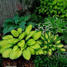 Hosta Funkie Viele Arten und Farben zur Auswahl Knollen Wurzeln Mehrjährige Wint
