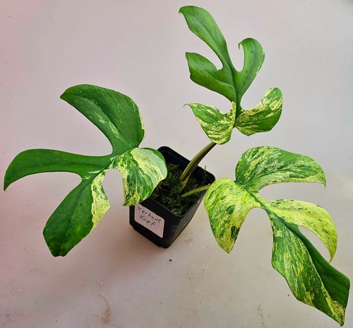 Sehr schöne rhaphidophora - sehr,