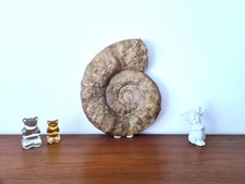 Großer echter Ammonit (41,5
