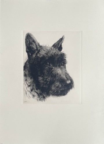 Scottish terrier - "scottish, terrier"