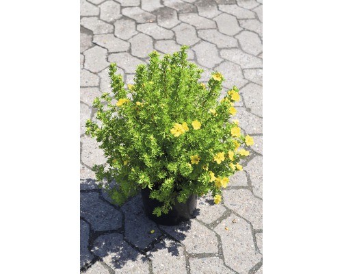 Fingerstrauch floraself - fingerstrauch,